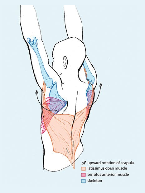 illustration of the muscles engaged in this exercise