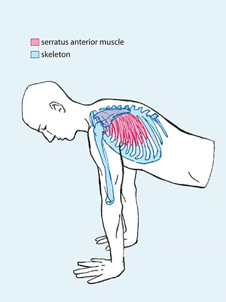 illustration of muscles being used in exercise